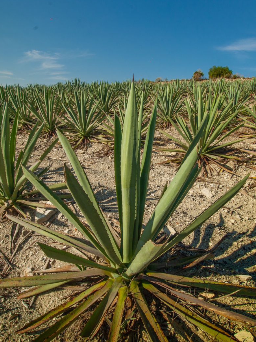 https://mezcalescaleon.com/wp-content/uploads/2026/01/MEZCAL-ESCALEON-18.jpg